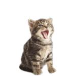 KITC