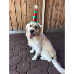 Golden Retriever dog