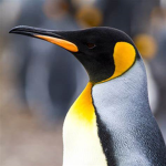 penguins antarctica