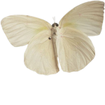 Moths