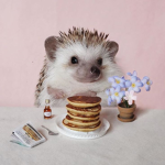 Hedgehogs for the luvers