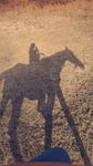 Horse Addict