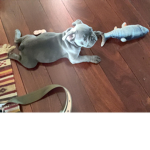 indigo and Amelia and misha