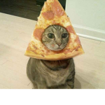 Pizza cats <3