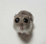 5xqtii's group