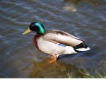 Ducki3s