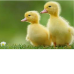 Duckling group