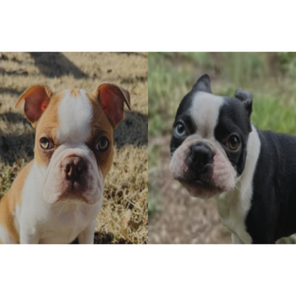 Kojak + Khujo thumbnail