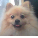 FoxDen;)
