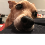 The dogo invasion