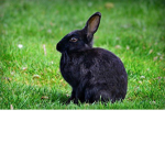 Bad Bunny BooBoo