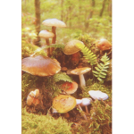 Mushroom mush team!!