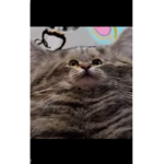 FAT CATS CHUNKY