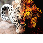 Hi my Name is cheetahgirl