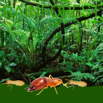 Rainforest of PNF-404