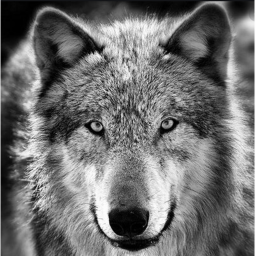 Wolf rank center