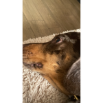 Doggy ######