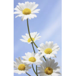 •••Daisy Squad•••