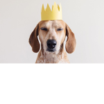 The Doggy Alliance