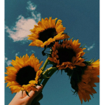 SunRoses