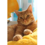 The Warrior Cats Fan Group