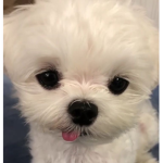 Mochixdream