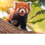 RedPandaBuddies
