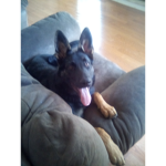 IM DOG