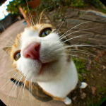 Cat Empire :3