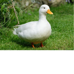 The plataformer( duck version )