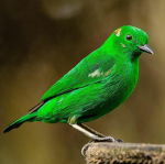 Bird Believers