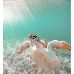 SeaTurtleSunsets