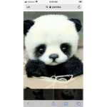 Pandas forever squad