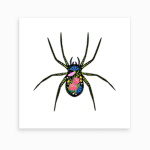Spider Life