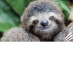 Sloth g@ng!