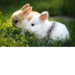 The Playful Bunnies