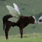 cows trades