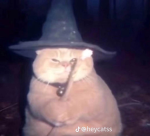 CATZARD
