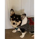 Worship my dog