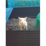 #PetSquad52