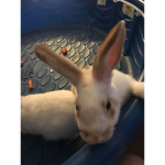 i luv bunnys