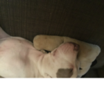 The DOG kids