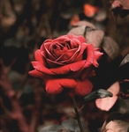 Rose Inc