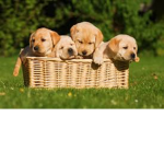 Puppy Gamer Studios