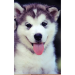 come if you like dogs