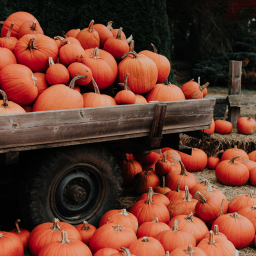 🎃 . • .
