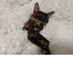 Tiny the Cat YT