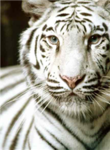 the tiger lovers