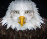 Eagle of flame hood