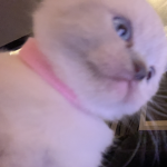 Fin_beste